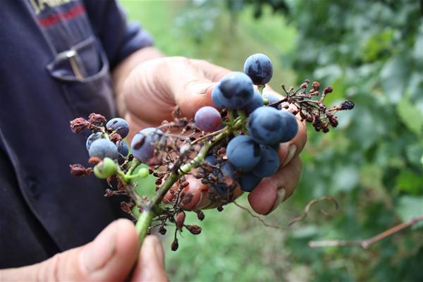 Contributi Agea per i danni da peronospora su vite. Scadenza domande al 12 maggio.